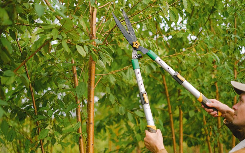 Tree trimming in Johnstown, CO